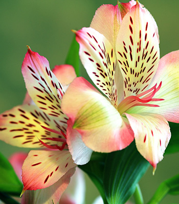 Lilienfest